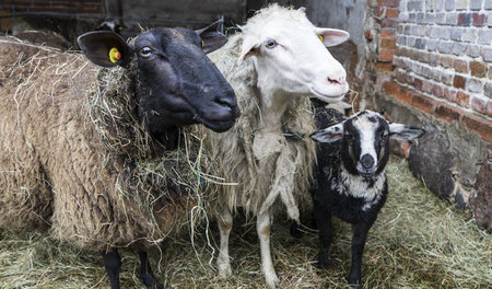 Milchschafe vom Hof Pimpinelle in Quappendorf, Märkisch Oderland...