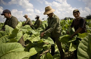 Traditionelle Arbeit: Bauern auf einem Tabakfeld in der westlich...