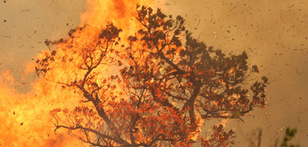Von Bolsonaros Abholzungspolitik befeuert: Waldbrände im Amazona