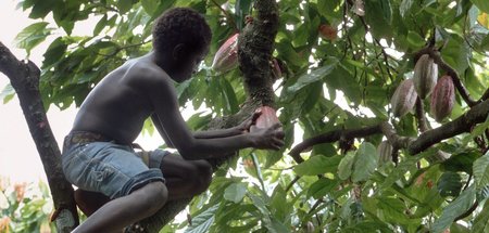 Weiter wie bisher, auch bei der Kakaoproduktion: Umweltzerstörer...
