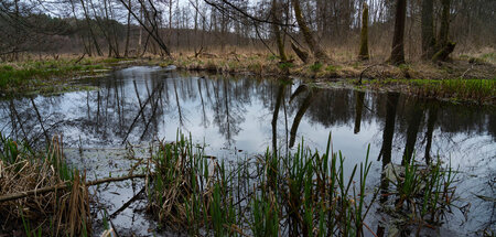 Gefährdetes Naturschutzgebiet: Löcknitztal bei Fangschleuse im L...