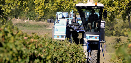 Vollernter in einem Weinberg im Departement Gard