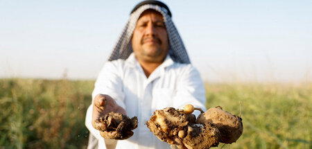 Im Irak wurde die Kartoffelernte durch Hitzewellen schwer beschä...