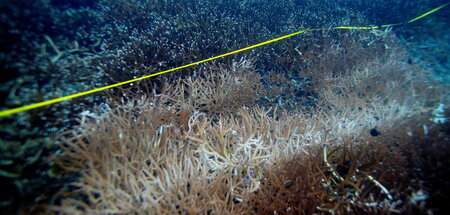 Seit den 1990er Jahren ist eine wachsende Zahl von Korallenriffe...
