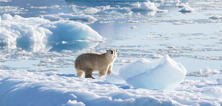 Klimaikone Polarbär: Schmilzt alles Eis in Grönland, steigt der ...