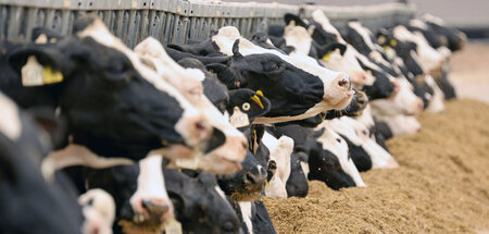 Kühe: Verbreiten in den USA die Vogelgrippe