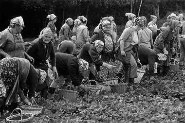Gurkenernte bei Nerchau (Sachsen), 1983