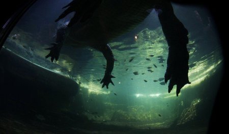 Auch die Erotik von Echsen ist bisweilen bestialisch. Krokodil i...