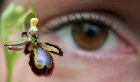 Clevere Strategie: Orchideen ahmen in Farbe, Form, Duft und flau...