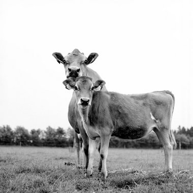 Danish-Jersey-Kuh und Färse, Dänemark