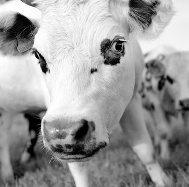 Normande, Frankreich