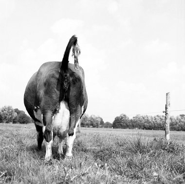 Rülpsen und Pupsen für die Erderwärmung: Deutsche Rotbunte