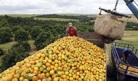 Orangenfarm im brasilianischen Limeira. Die Plantagenarbeiter we...