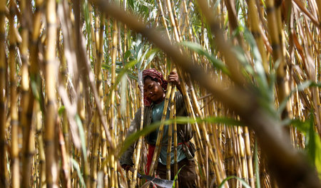 Zuckerrohr in Kambodscha: Die Kultur wird dort erst angebaut, se...