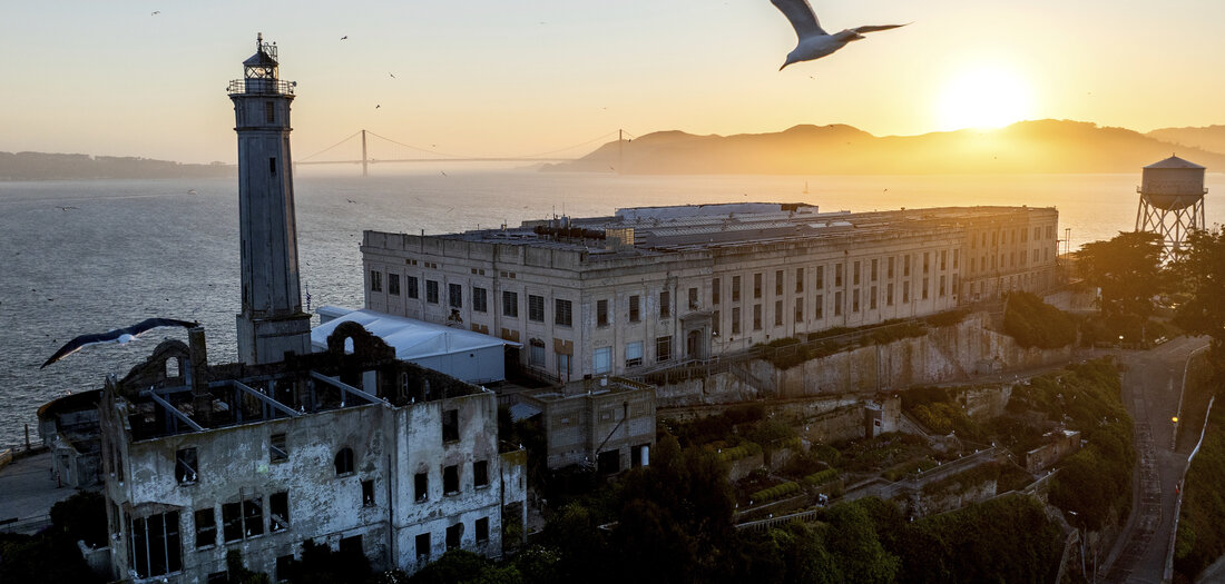 Porträt: Vogelschutzinsel des Tages: Alcatraz