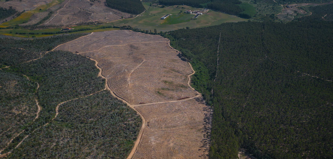 Waldbrandprävention: Mit Natur gegen das Feuer