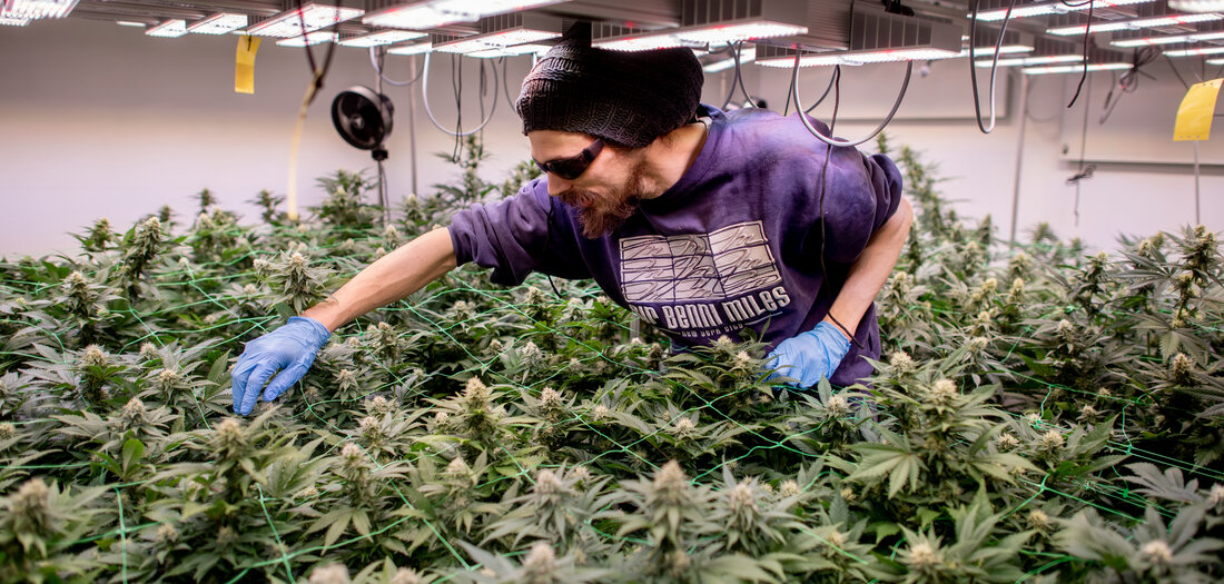 Cannabislegalisierung: Hintertür für Konzerne [Online-Abo]