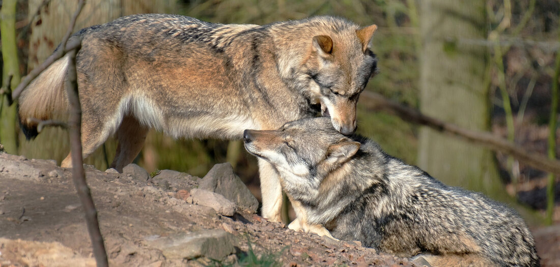 Dem Wolf ans Fell: »Der Abschuss erzielt nicht das erwünschte Ergebnis«