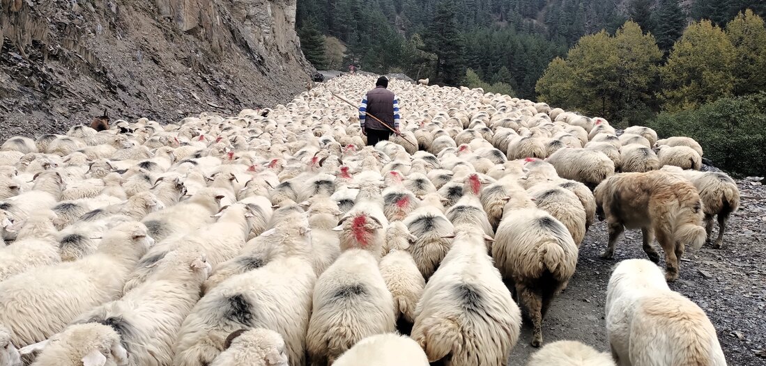 Fotowettbewerb-Heimkehr-der-Herde