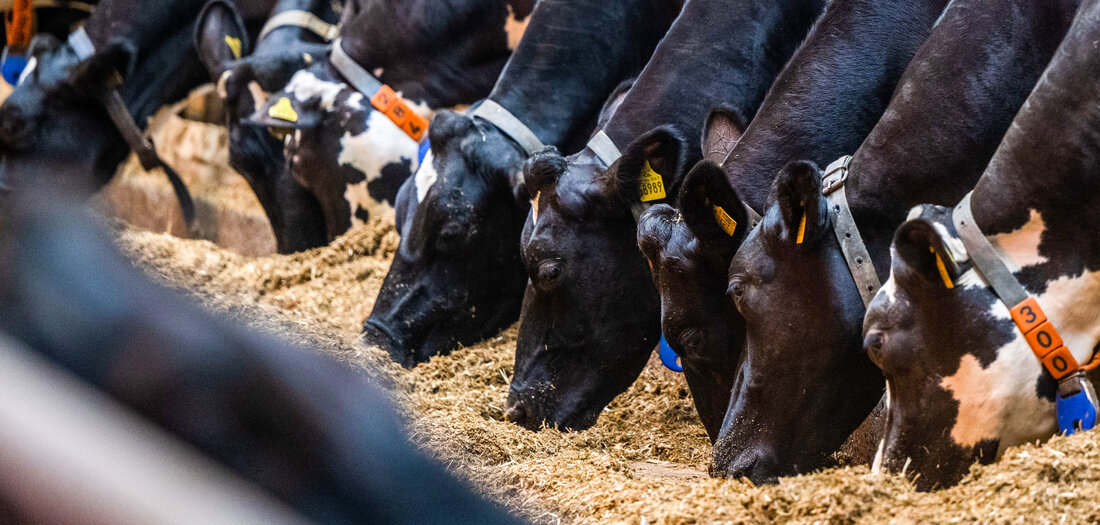 Gesetz für Tierwohllabel: »Auf die Höfe darf nicht noch mehr Bürokratie zukommen«