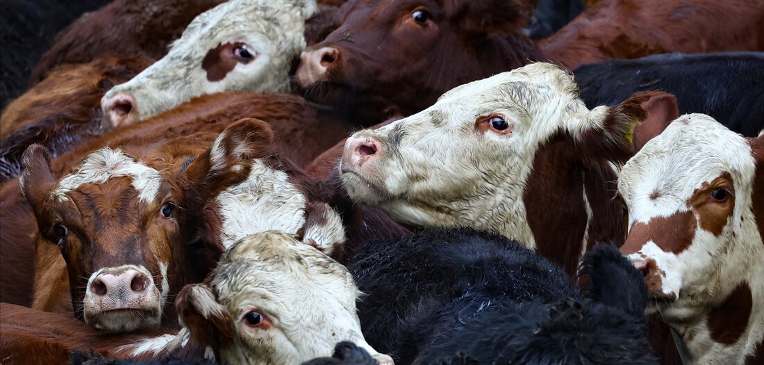 Haushaltspolitik: &raquo;Freihandel&laquo; um jeden Preis