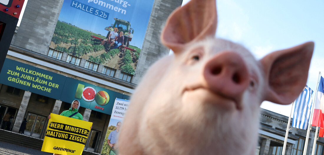 Landwirtschaftspolitik: Saustark und widerborstig