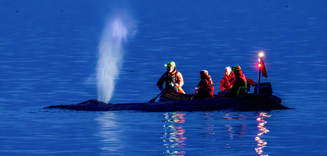 Qual des Wals: Ohne Kommentar