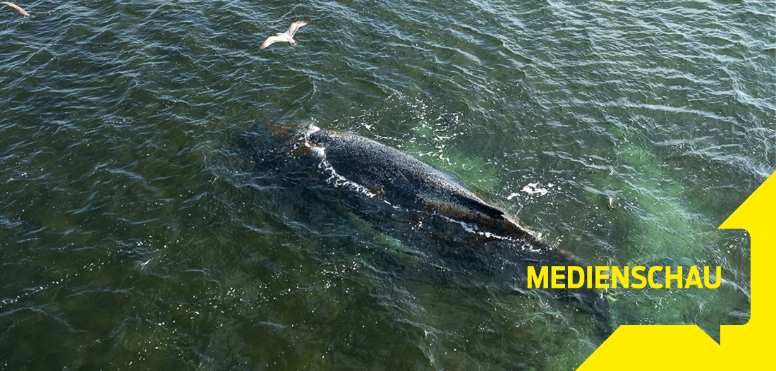 Medienschau: Walverwandtschaften