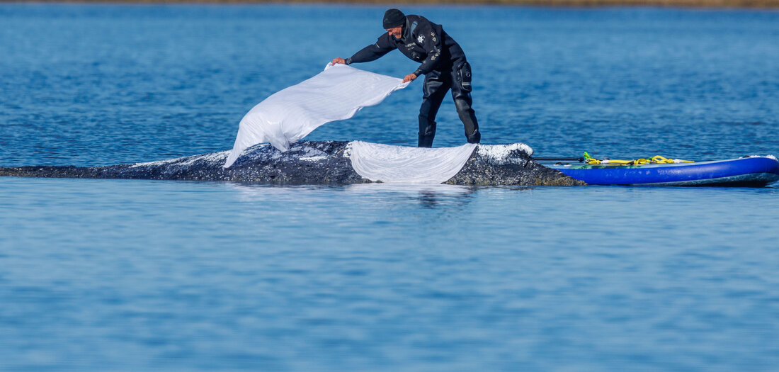 Porträt: Marsianer des Tages: Timmy