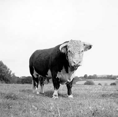 Hereford-Bulle, Großbritannien