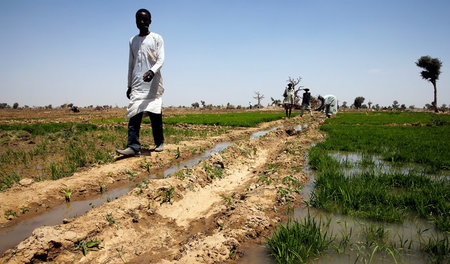 Reisfarm in Nigeria: In vielen afrikanischen Ländern gefährdet d...