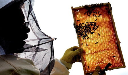 Unverzichtbare Bestäuber: Imker mit Bienenwabe in Beeskow (2004) Unverzichtbare Bestäuber: Imker mit Bienenwabe in Beeskow (2004)