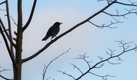 Rettet die schwarzen Sänger! Amsel in Frankfurt am Main, 3.3.201...