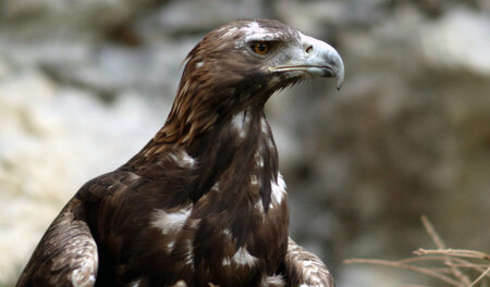 Der Steinadler regiert aus der Luft über Neuschwanstein: »Wilde ...