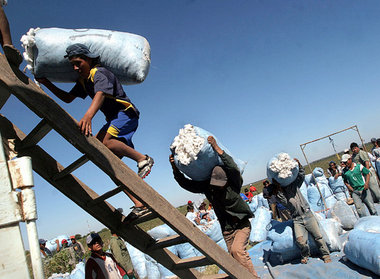 Für Europa nicht mehr als Zulieferer: Landarbeiter bei der Baumw...