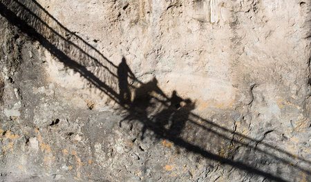 Gemeinschaftswerk: Diese Konstruktion aus Pflanzenfasern über de...