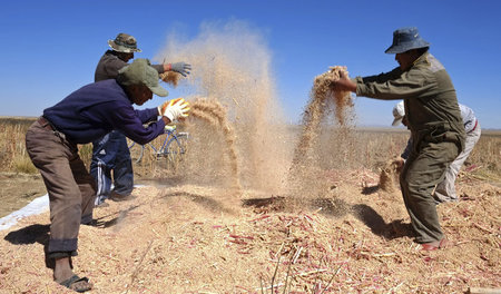 Bolivianische Bauern auf Feld Tarmaya trennen nach Quinoa-Ernte ...