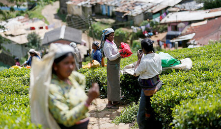 Oft Frauensache: Tee-Ernte auf Plantage in Sri Lanka im Oktober ... Oft Frauensache: Tee-Ernte auf Plantage in Sri Lanka im Oktober ...