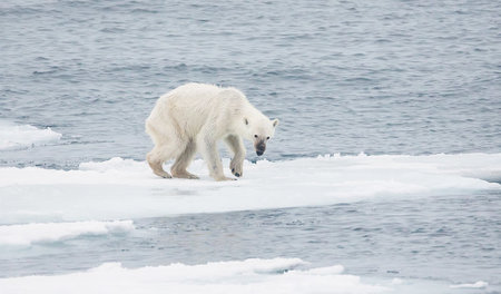 Bedroht: Der Klimawandel macht auch den Eisbären in der Arktis z...