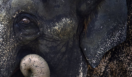 Der Elefant wurde immer blasser, fragend wiegte er seinen Kopf h...