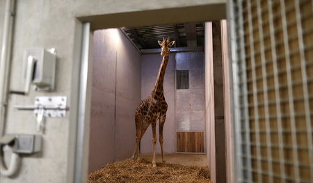 Wo sind die ganzen Tiere hin? Diese Giraffe hier wohnt allerding...