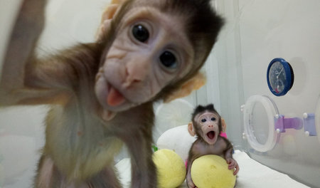 Freuen sich schon auf ihr gendergerechtes Spielzeug: Klonäffchen... Freuen sich schon auf ihr gendergerechtes Spielzeug: Klonäffchen...