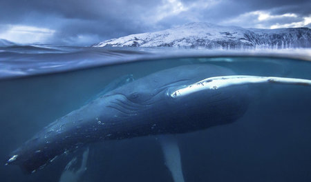 Buckelwale ziehen erst seit kurzem bis in die Fjorde Nord-Norweg...