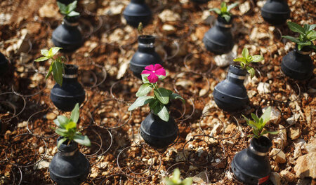 Schwerter zu Pflugscharen: In Bilin wurden 2013 Blumen in versch...