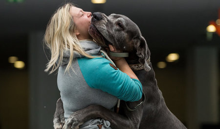 Echte Liebe? Auch Hunde heucheln um emotionalen Wert zu erarbeit...