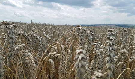 Weizen wächst im deutschen Klima besonders gut: »Der Wahnsinn mi...