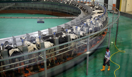 Baladna-Farm in Katar: Hochmodern, gut gekühlt, weil mitten in d...