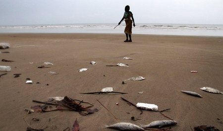 Hat mit Ölförderung angeblich nichts zu tun: Tote Fische an Afri...