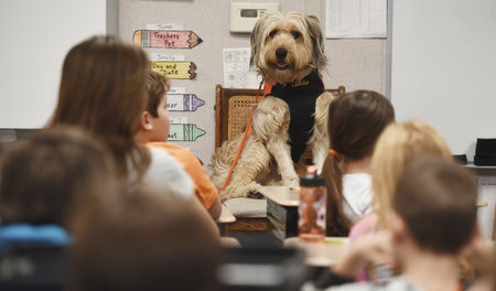 Der Schulhund macht mit – Dezember 2017 in einer Montessori-Klas...