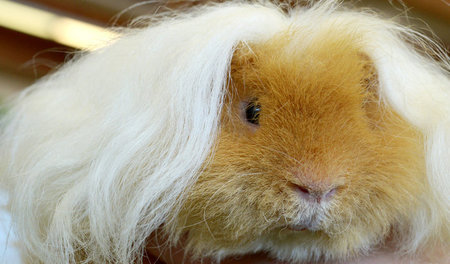 Längst verfüttert? Alpaka-Meerschweinchen